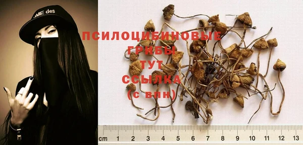 прущие грибы Волоколамск